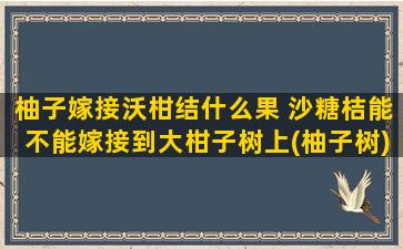 柚子嫁接沃柑结什么果 沙糖桔能不能嫁接到大柑子树上(柚子树)